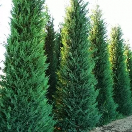 Chiparoși - Cupressocyparis leylandii  'Pyramidalis' - Chiparos leylandii piramidală - 175/200cm