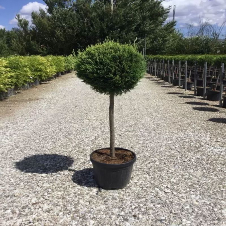 Chiparoși - Cupressocyparis leylandii 'Pyramidalis' mini alberetto – Chiparos leylandii piramidal altoit pe trunchi