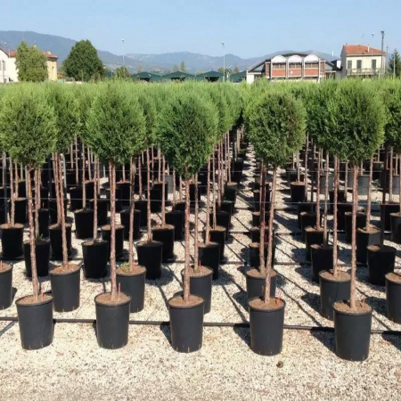 Cupressocyparis leylandii 'Pyramidalis' mini alberetto – Chiparos leylandii piramidal altoit pe trunchi [2]