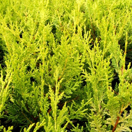 Cupressocyparis leylandii 'Pyramidalis Aurea' - Chiparos leylandii - piramidal auriu [1]