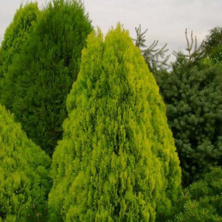 Cupressocyparis leylandii 'Pyramidalis Aurea' - Chiparos leylandii - piramidal auriu [2]