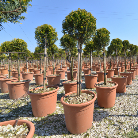 Chiparoși - Cupressocyparis leylandii 'Pyramidalis' mezzo fusto– Chiparos leylandii piramidal altoit pe trunchi