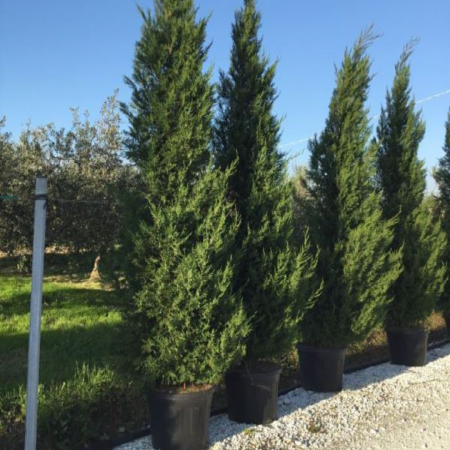 Cupressocyparis leylandii  'Pyramidalis' - Chiparos leylandii piramidală - 175/200cm [2]