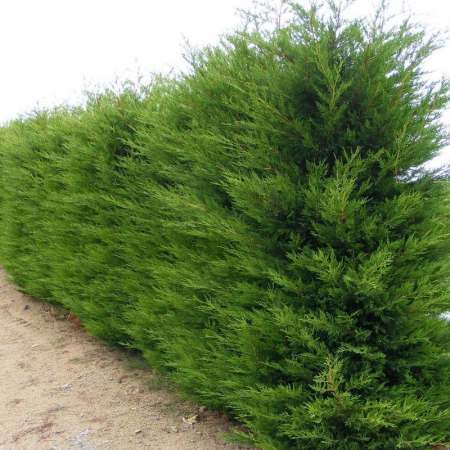 Cupressocyparis leylandii  'Pyramidalis' - Chiparos leylandii piramidală - 175/200cm [1]