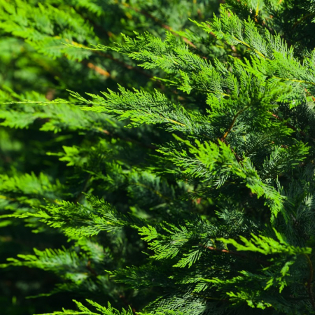 Cupressocyparis leylandii 'Pyramidalis' spiral - Chiparos  leylandii 'Pyramidalis' - tuns spiral [1]
