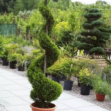 Conifere - Cupressocyparis leylandii 'Castlewelland Gold' spiral  – Chiparos leylandii 'Castlewelland Gold'  tuns spiral