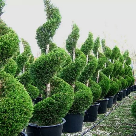 Cupressocyparis leylandii 'Castlewelland Gold' spiral  – Chiparos leylandii 'Castlewelland Gold'  tuns spiral [1]