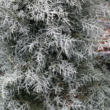 Cupressus arizonica 'Fastigiata'  mini alberetto - Chiparos argintiu din Arizona - altoit pe trunchi [1]