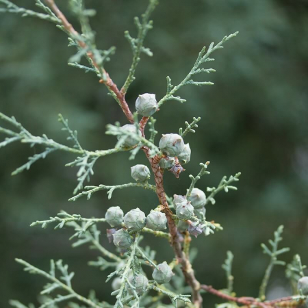 Cupressus arizonica 'Fastigiata'  mini alberetto - Chiparos argintiu din Arizona - altoit pe trunchi [2]