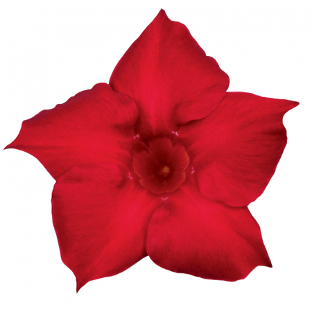 Dipladenia in varieta' -  Dipladenia in varieta [1]