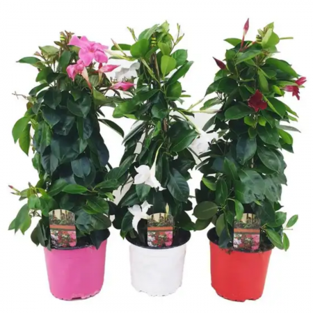 Dipladenia in varieta' -  Dipladenia in varieta [3]