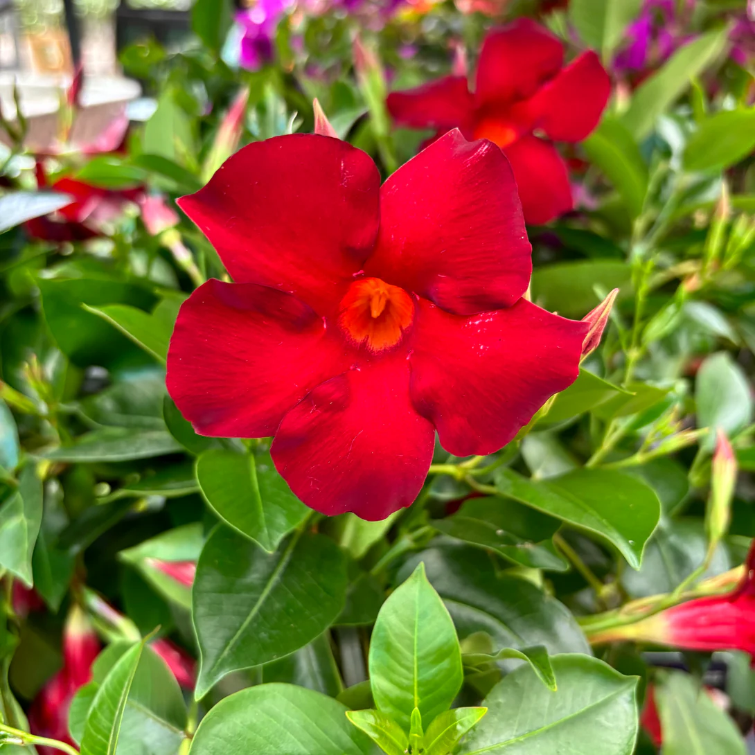 Plante anuale - Sundeville Pretty Red - Dipladenia Pretty Red