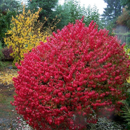 Euonymus alatus  - Salbă cu frunze înaripate [2]