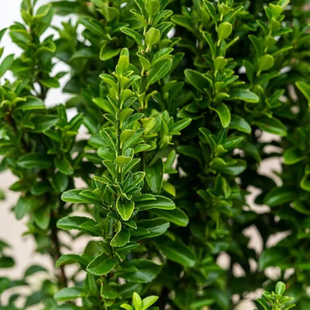 Euonymus japonicus 'Benkomasaki erecta' - Salbă japoneză [1]