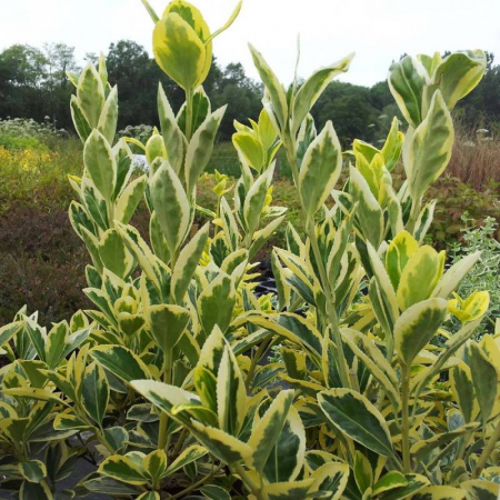 Cu frunziș persistent - Euonymus japonicus 'Bravo' - Salbă japoneză