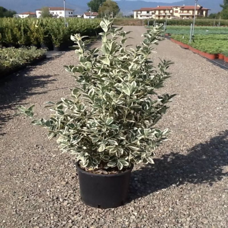 Euonymus japonicus 'Bravo' - Salbă japoneză [1]