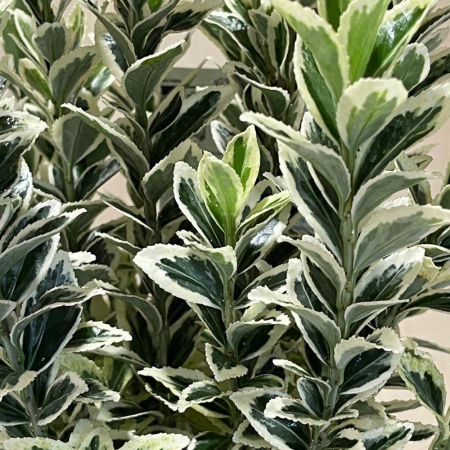 Cu frunziș persistent - Euonymus japonicus 'Bravo' mezzo fusto - Salbă japoneză - Altoit pe trunchi
