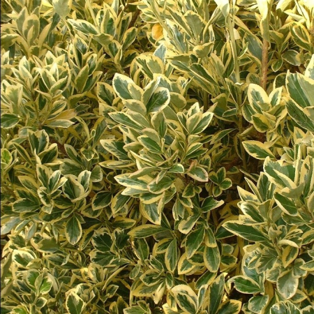 Euonymus japonicus 'Bravo' mezzo fusto - Salbă japoneză - Altoit pe trunchi [1]