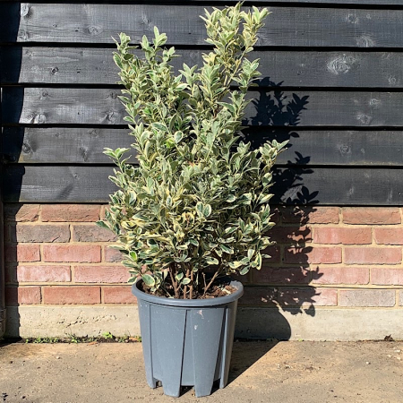 Euonymus japonicus 'Bravo' - Salbă japoneză [2]