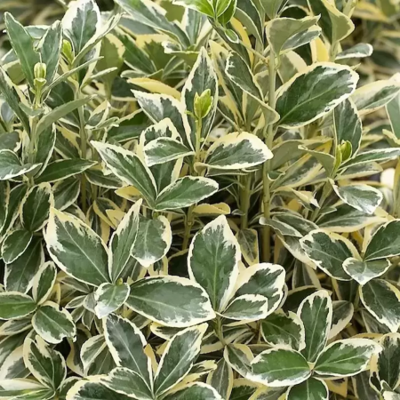 Euonymus japonicus 'Bravo' - Salbă japoneză [2]
