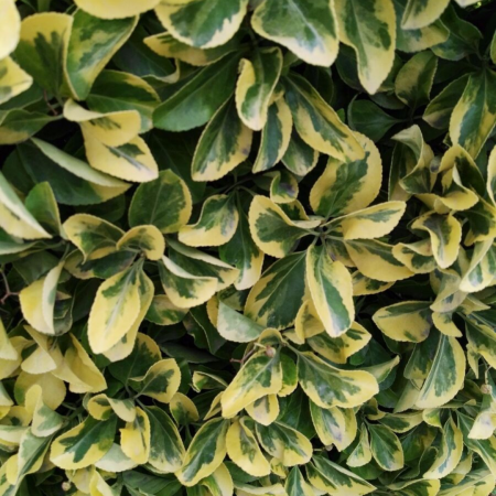 Euonymus japonicus 'Bravo' - Salbă Japoneză tip globular [2]