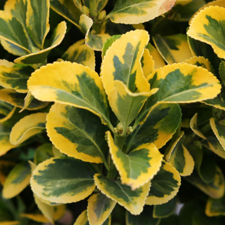 Cu frunziș persistent - Euonymus japonicus 'Elegantissumus Aureus' mezzo fusto  - Salbă japoneză aurie - altoit pe trunchi