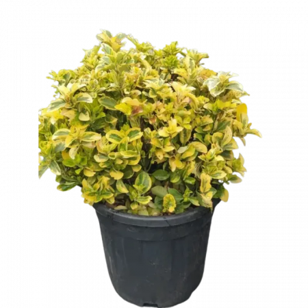Euonymus japonicus 'Elegantissumus aureus palla' - Salbă japoneză aurie - globular [1]