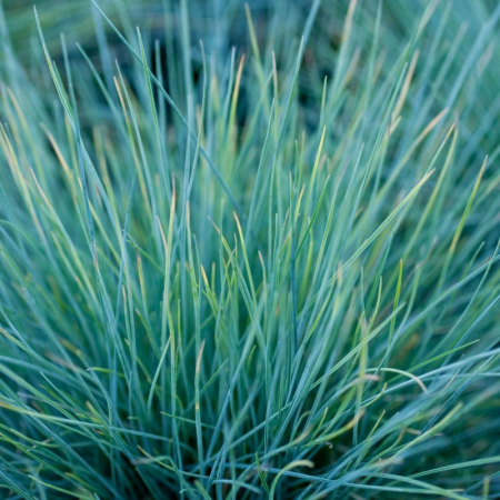 Iarbă  și bambus - Festuca glauca - Iarbă albastră