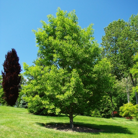 Ginkgo biloba - Arborele pagodelor [1]