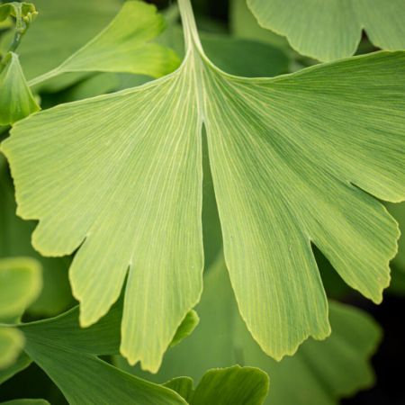 Ginkgo biloba - Arborele pagodelor