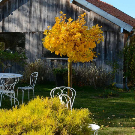 Ginkgo biloba 'Mariken' - Arborele pagodelor 'Mariken'