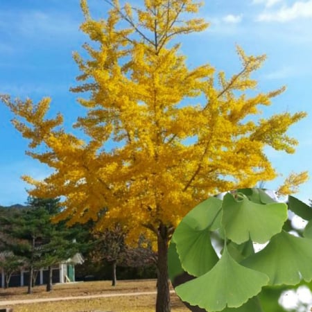 Ginkgo biloba - Arborele pagodelor [2]