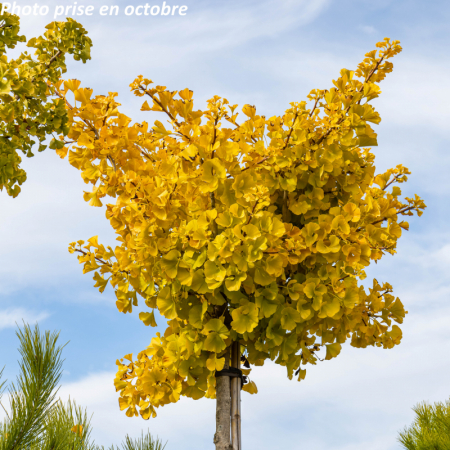 Ginkgo biloba 'Mariken' - Arborele pagodelor 'Mariken' [1]