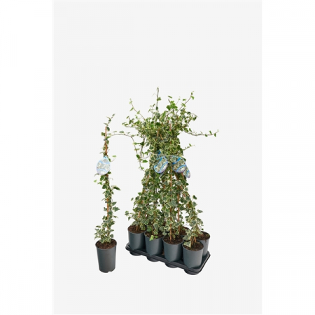 Hedera helix 'Elegantissima' - Iederă englezească elegantissima [2]