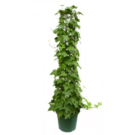 Hedera helix- Iedera englezească [2]