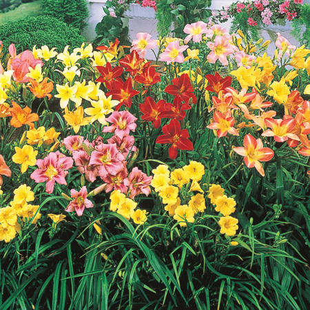 Plante perene - Hemerocallis mix - Crin de zi