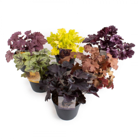 Heuchera mix - Clopoței de coral [2]