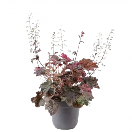 Heuchera palace purple - Clopoțel purpuriu [2]