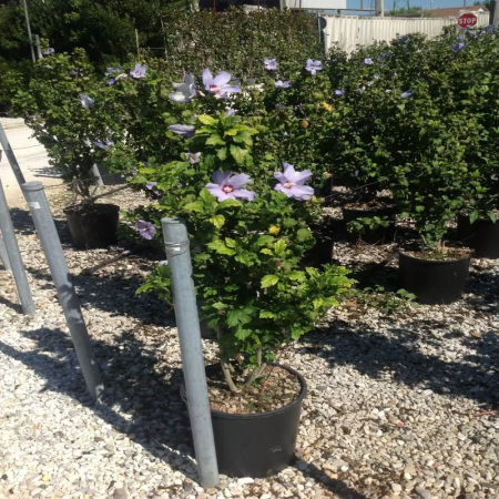 Hibiscus syriacus mix - Trandafir chinezesc [2]