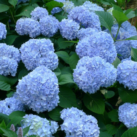 Plante perene - Hortensia hydrangea macrophylla - Hortensie cu frunze mari