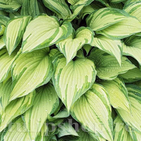 Hosta - Crin de toamnă [1]