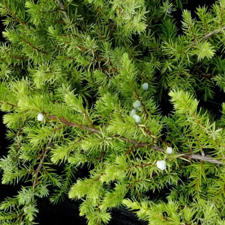 Ienupăr - Juniperus conferta  'Schlager' - Ienupăr japonez târâtor 'Schlager'