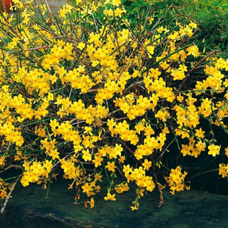 Jasminum nudiflorum - Iasomie de iarnă [2]