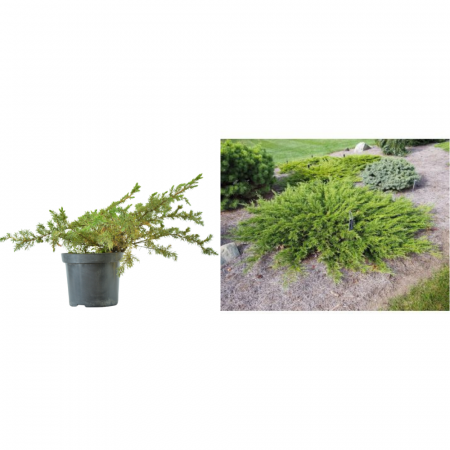 Juniperus conferta  'Schlager' - Ienupăr japonez târâtor 'Schlager' [3]