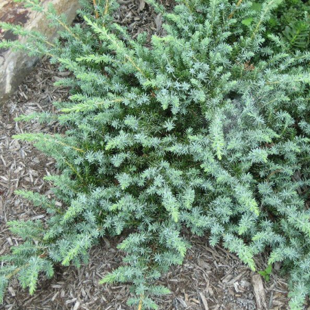Juniperus conferta  'Schlager' - Ienupăr japonez târâtor 'Schlager' [2]