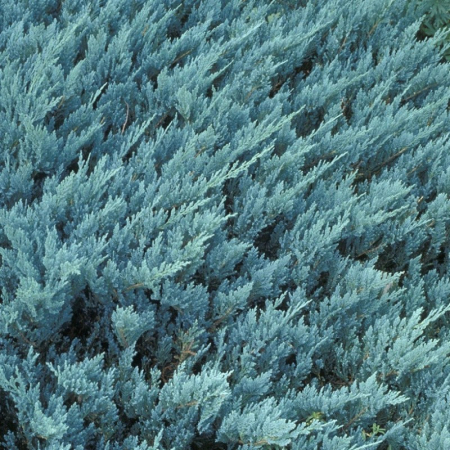 Juniperus horizontalis Blue Chip [1]