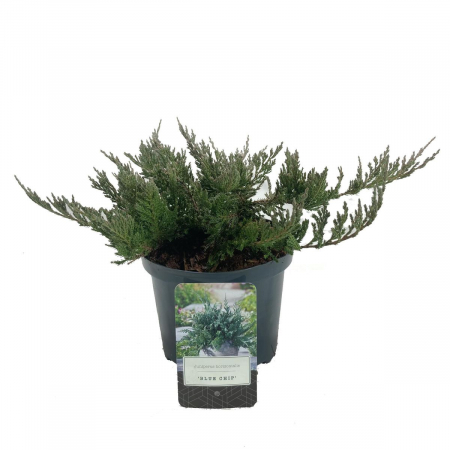 Juniperus horizontalis Blue Chip [2]