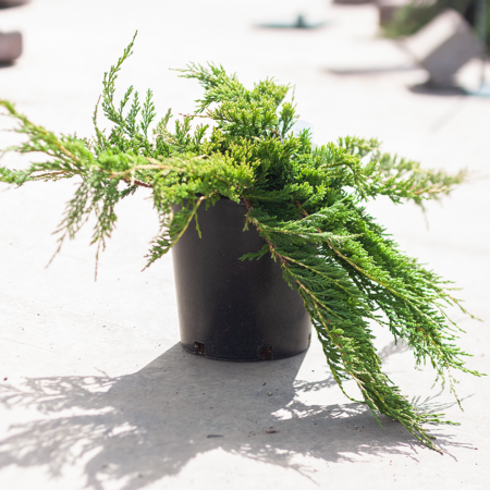 Juniperus horizontalis Prince of Wales [2]