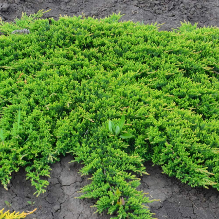 Juniperus horizontalis Prince of Wales [0]