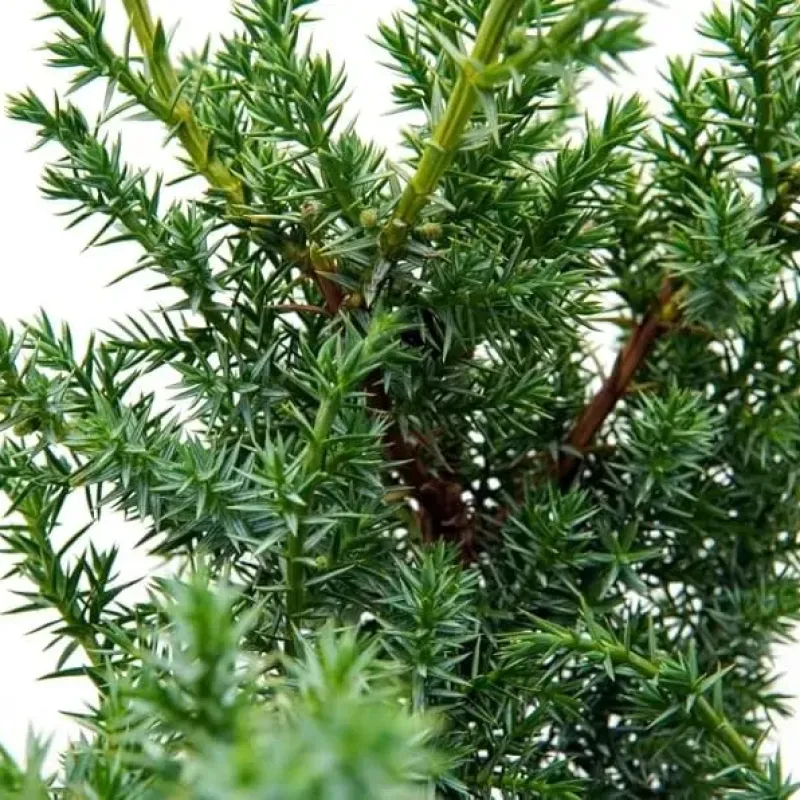 Juniperus in varieta - Ienupăr [1]